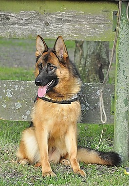 德语,牧羊人,工作犬