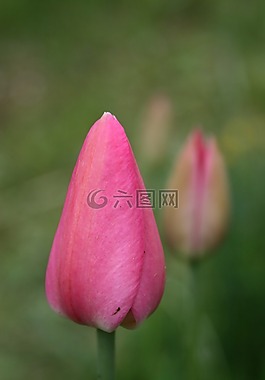 郁金香,花卉,粉色