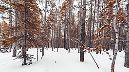 森林雪景,基金,摄影