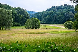 森林,牧场,草地