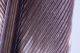 土耳其羽毛,春天,鸟类羽毛