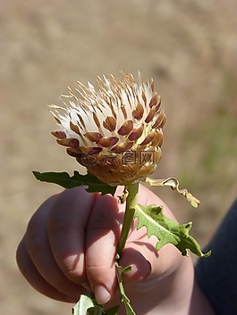 野生花卉,干花,虹彩