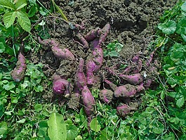 batáta,甜薯,红巴塔、抑郁