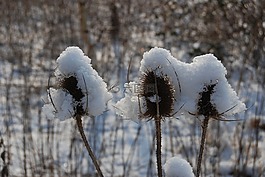 teazle,种子,野生