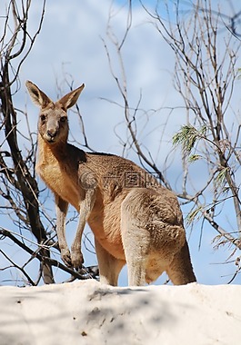 袋鼠,动物,澳大利亚