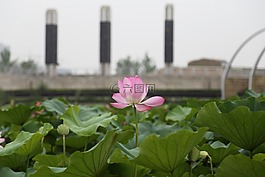 荷花,莲花,夏日