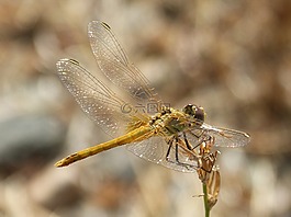 蜻蜓,虹彩,分支机构