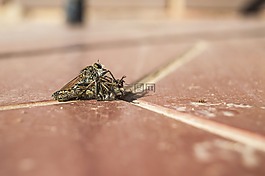 asílido,飞,杀人犯