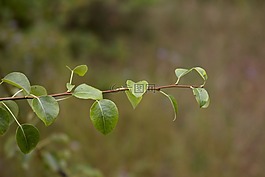 森林,瑟,绿色