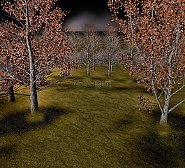 森林,树,秋季森林