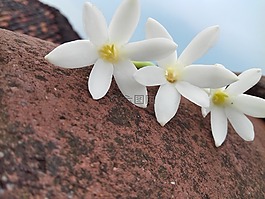棕色,美丽,茉莉花