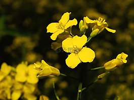 油菜,油菜开花,黄色