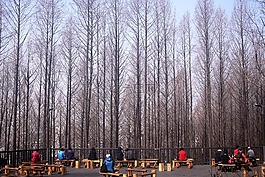 元 es 码头空气,森林,南大河州路