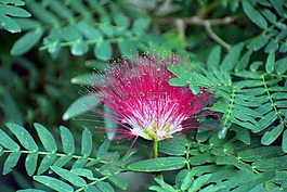 马拉巴栗,刷子树花,花