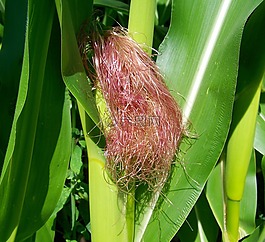 玉米烟斗,玉米的头发,农业