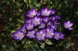 藏红花,blütenmeer,鲜花