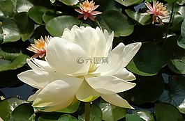 莲花,花,荷花