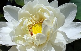 莲花,花,荷花