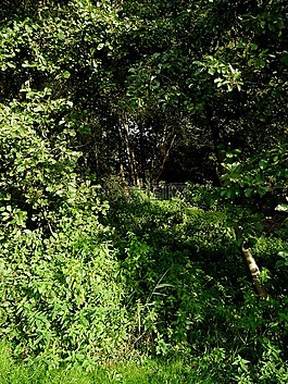 荒野,绿色,丛林