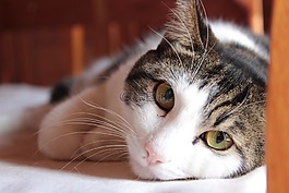 猫,动物,国内