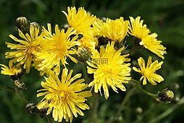 报道hawksbeard,花,黄色