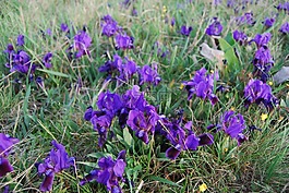 百合花饰,花卉,春天