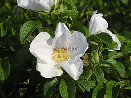 春天的花朵,春天,那个电话