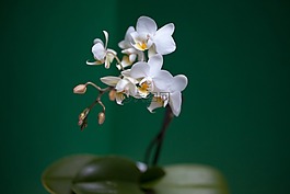 兰花,白,五颜六色的花朵