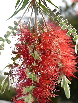 花,橙色,红色