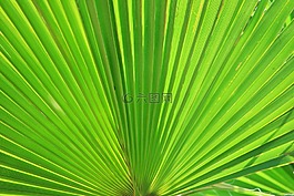 扇形棕榈,棕榈,风扇