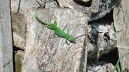 lézard,垂直,西方