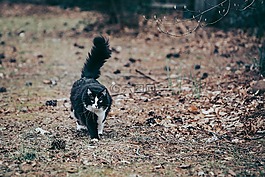 猫,自然,燕尾服