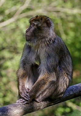 猴子,休息,森林