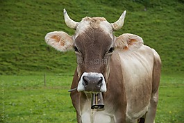牛,动物,碱性磷酸酶