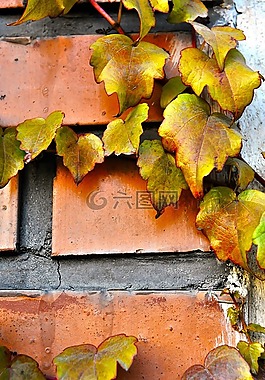 秋,秋天,常春藤属螺旋