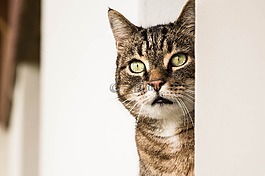 猫,动物,猫头