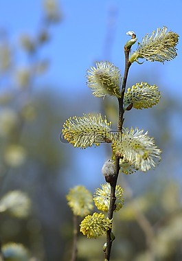 基础,柳树,柳柳絮