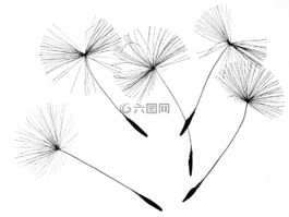 蒲公英的种子,蒲公英,花