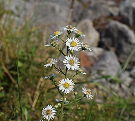 白aster,野花,花