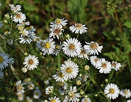 白aster,野花,花