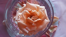 花瓣,玫瑰,淡