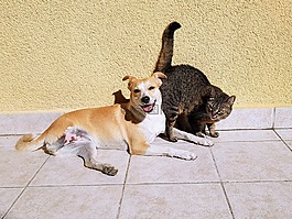 宠物,猫,狗