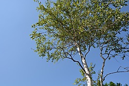 白桦树,木材,蓝色的天空