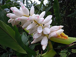 月桃花,春天,四獸山