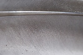 灰色,鸽子,羽毛