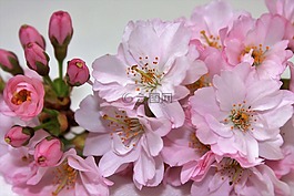 花,粉红色,粉红色的花