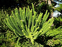 南洋杉,榛子,araucariaceae