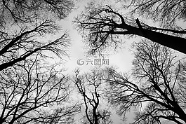 皇冠,秃枝,天空