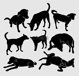 宠物,小狗,搞笑