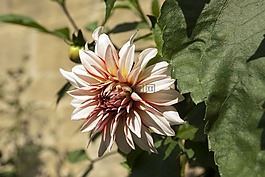 花,日,夏天